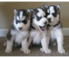 akc siberian huskies